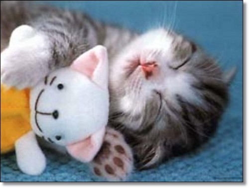 綺麗な可愛い 子猫の画像 最高の動物画像